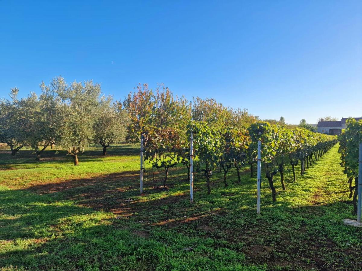 Villa Lorema-Pet Friendly On 5000 Sqm Garden,Pool, Jacuzzi, Billiard&Ps5 Sveti Filip i Jakov Exteriör bild
